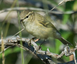 Дуучшувуу (Өехийшар дуучшувуу)